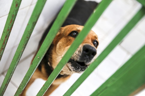 Adote um animalzinho de estimação