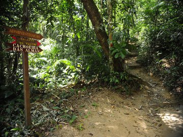 Floresta da Tijuca recebe 200 mudas de plantas em ação de preservação