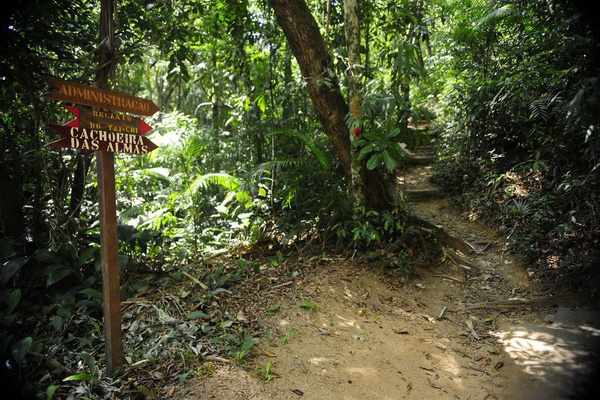 Floresta da Tijuca recebe 200 mudas de plantas em ação de preservação