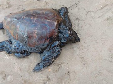 Instituições encontram 23 tartarugas mortas com manchas de óleo no Nordeste
