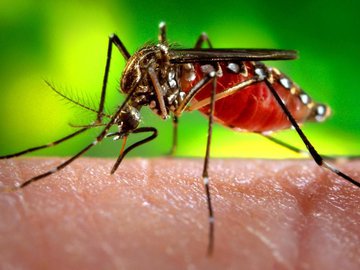 Dengue