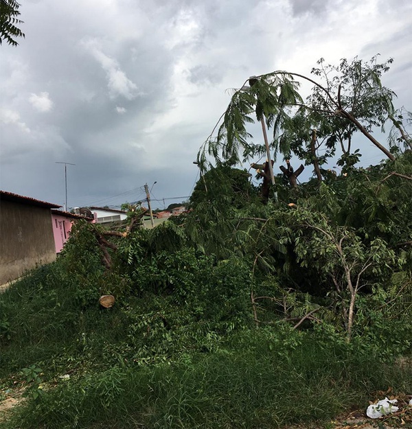 Todas as árvores foram cortadas e a poda continuou no local até a tarde deste domingo