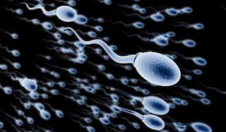 Fatos que você ainda não sabia sobre o espermatozoide