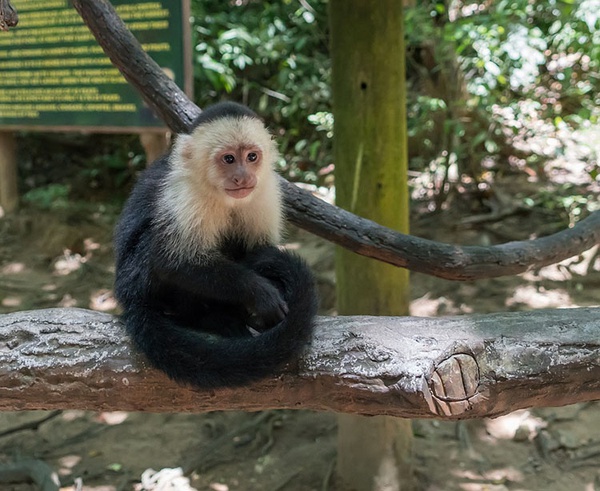 Cientistas acham ferramentas feitas por macacos há 3 mil anos no Piauí