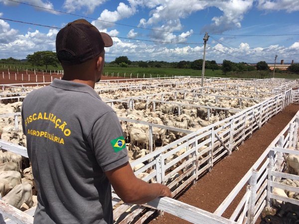 Vacinação da febre aftosa foi prorrogada