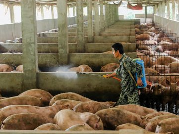 Primeiro caso de febre suína africana é confirmado na Coreia do Sul