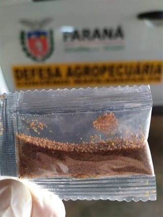 Adapi faz alerta fitossanitário sobre sementes misteriosas e pede que não sejam plantadas