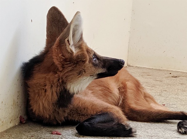 Campanha pede ajuda para que lobo resgatado no Piauí volte a andar