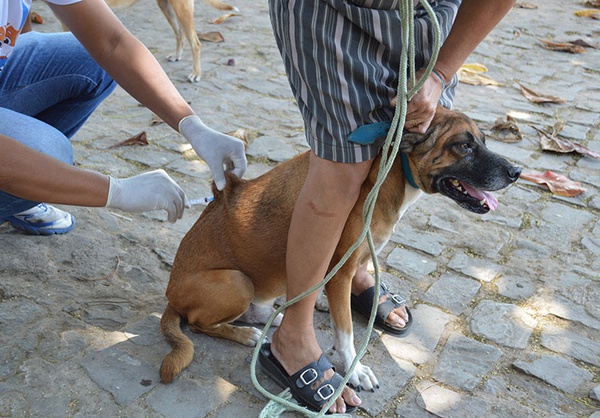 Após 27 anos, Teresina tem caso confirmado de raiva canina e faz busca ativa