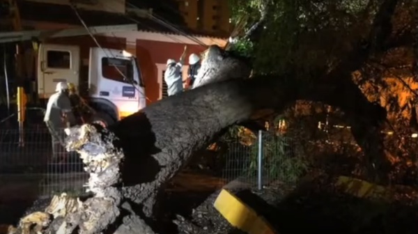 Mais de 50 moradores ficam sem energia após queda de árvore