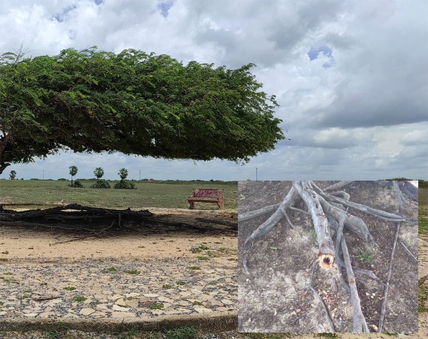 A famosa Árvore Penteada, tradicional atração turística de Luís Correia, está com as raízes parcialmente cortadas.