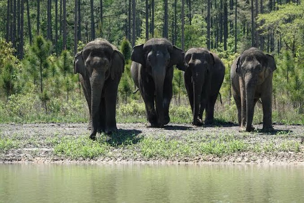 Os 12 elefantes asiáticos com idades entre 8 e 38 anos foram soltas em um habitat florestal com pinheiros, lagoas, pântanos e pastagens abertas, de acordo com um anúncio do refúgio.