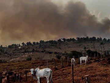 A pressão de organismos internacionais sobre o Brasil por causa do aumento da velocidade da destruição da Amazônia é cada vez maior.