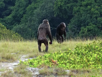 Dois machos adultos da comunidade Rekambo do Loango Chimpanzee Project, no Gabão, verificam a área