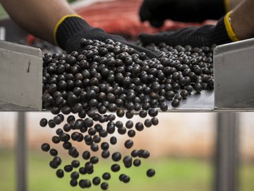 Avanço do mar deixa açaí salgado e ribeirinhos sem água na foz do Amazonas