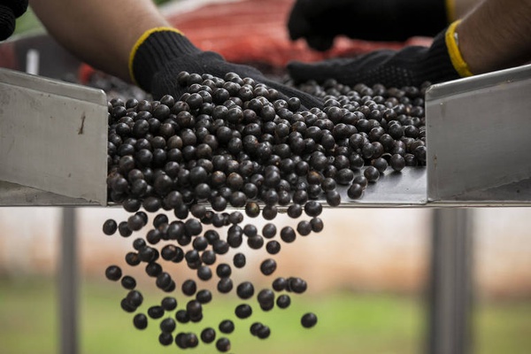 Avanço do mar deixa açaí salgado e ribeirinhos sem água na foz do Amazonas