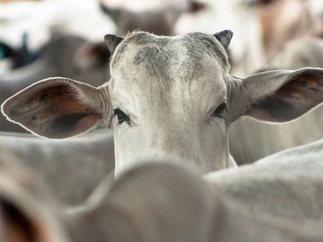 Em ano eleitoral, mais dinheiro circulando reflete no consumo de proteína vermelha