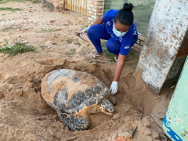 ONG prevê nascimento de 14 mil filhotes de tartarugas e faz alerta aos motoristas