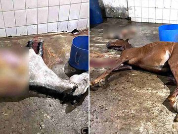 MG: Abatedouro que vendia carne de cavalo como de boi é fechado pela polícia