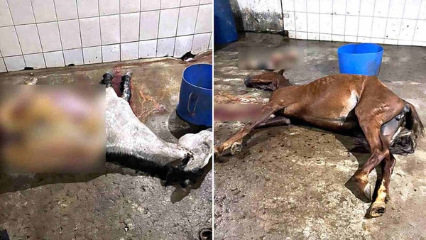 MG: Abatedouro que vendia carne de cavalo como de boi é fechado pela polícia