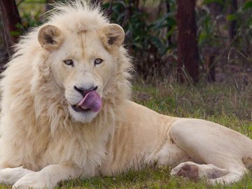 Homem invadiu jaula que tinha dois adultos e dois filhotes de leão branco (foto ilustrativa)