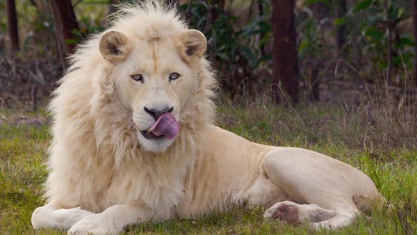 Homem invadiu jaula que tinha dois adultos e dois filhotes de leão branco (foto ilustrativa)