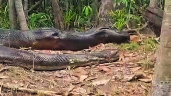 Pescador flagra cobra anaconda gigante na floresta amazônica