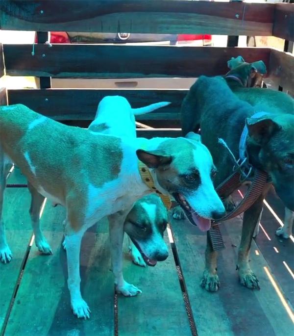 Cães filmados sangrando são transferidos para abrigo de animais