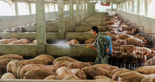 Primeiro caso de febre suína africana é confirmado na Coreia do Sul