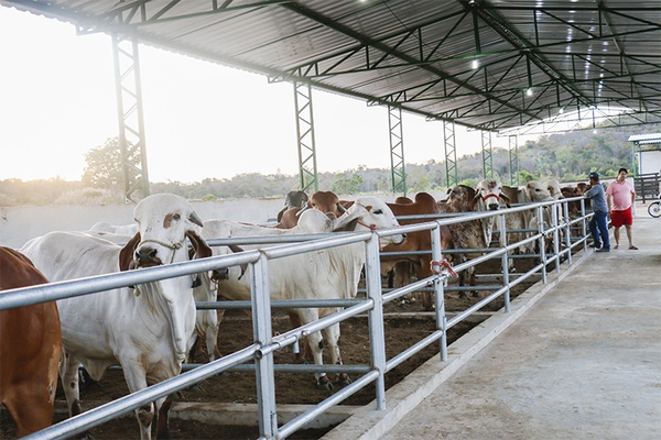 Com 70ª Expoapi suspensa, organizadores farão leilão virtual em dezembro