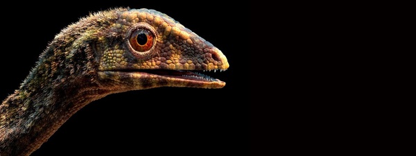 Elo perdido explica surgimento dos primeiros dinossauros voadores