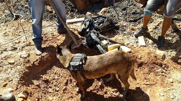 Megan farejou tabletes de maconha enterrados em um quintal na cidade de Picos, no interior do Piauí