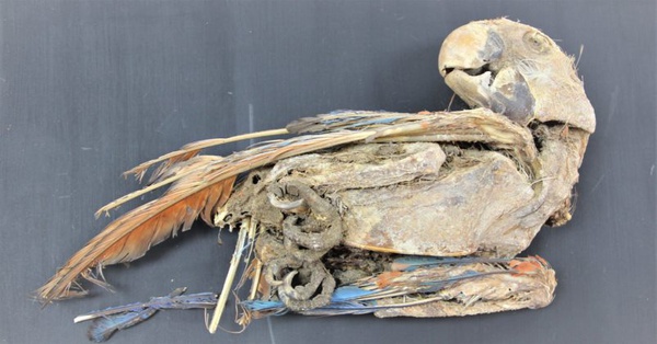Arara-vermelha mumificada recuperada de Pica 8, no norte do Chile
