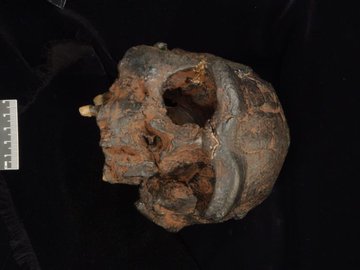 Réplica de crânio de Homo erectus encontrado em Java: sem traços de cruzamento com a espécie humana moderna.