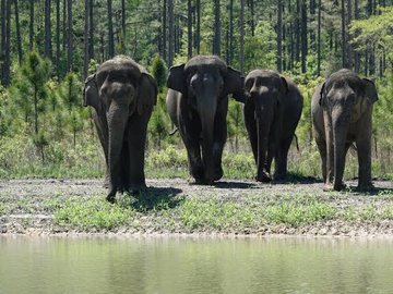 Os 12 elefantes asiáticos com idades entre 8 e 38 anos foram soltas em um habitat florestal com pinheiros, lagoas, pântanos e pastagens abertas, de acordo com um anúncio do refúgio.