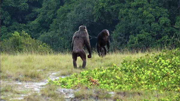 Dois machos adultos da comunidade Rekambo do Loango Chimpanzee Project, no Gabão, verificam a área