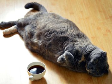 Como ajudar seu gato a emagrecer quando você tem mais de um