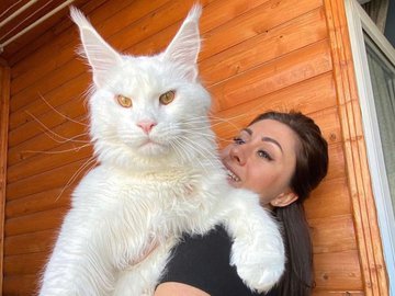 Maior gato do mundo é tão grande que o povo pensa que é um cão