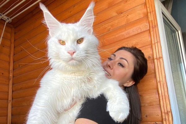 Maior gato do mundo é tão grande que o povo pensa que é um cão