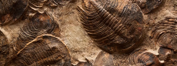 Estudo sugere que Terra passa pela 7ª extinção em massa — e não 6ª