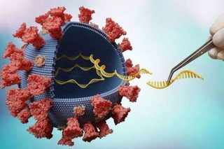 Estudo brasileiro revela mecanismo de alta transmissão do coronavírus