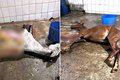 MG: Abatedouro que vendia carne de cavalo como de boi é fechado pela polícia (Foto: Reprodução/ Isto É