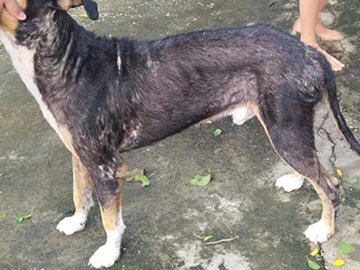 Irmãos são mortos a tiros por causa de cão envenenado no Rio de Janeiro