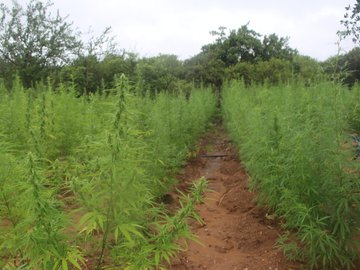 Polícia localiza plantação com mais de 100 mil pés de maconha em Paulistana